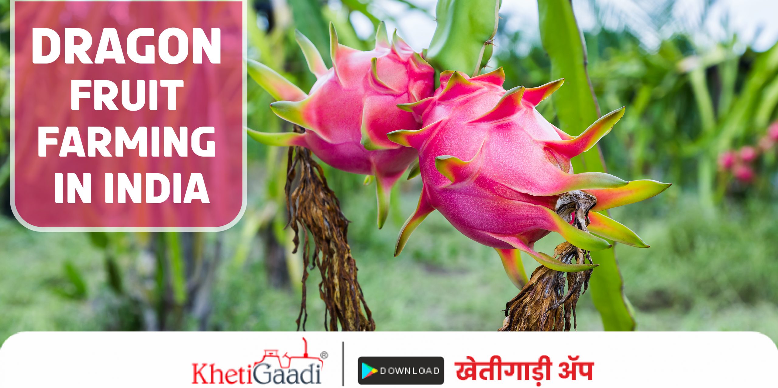 Dragon Fruit Farming in India - Cultivation, Benefits & Marketing