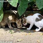 Lou Daniel Profile Picture