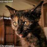 Nova Johnston Profile Picture