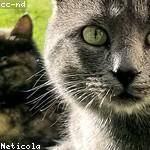 Felipa Littel Profile Picture