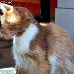 Oleta Dach Profile Picture