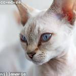 Ethelyn Paucek Profile Picture