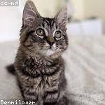 Terrill Koelpin Profile Picture