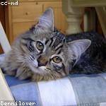 Kitty Breitenberg Profile Picture