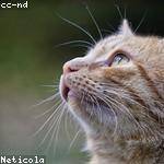 Orion Robel Profile Picture