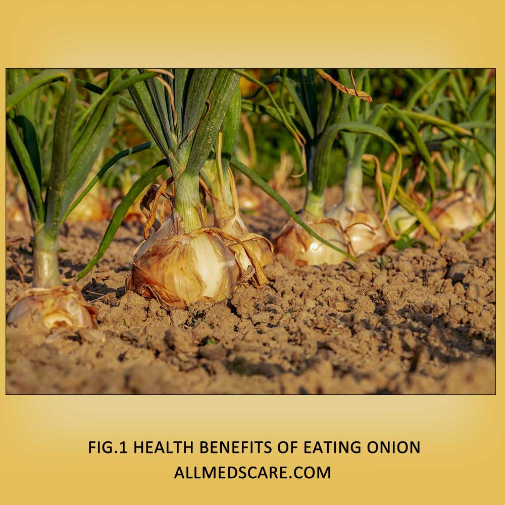 Benefits of onion to Health | Read benefits & Details