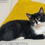 Armand Davis Profile Picture