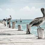 Lenora Rosenbaum Profile Picture