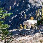 America Ward Profile Picture