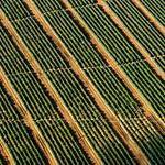 Orlo Bauch Profile Picture