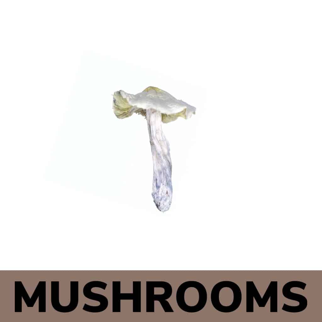 Why is Canna Club Co the trusted choice to buy shrooms online Canada?